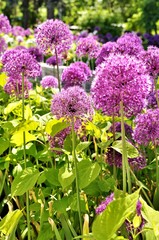 Obraz premium Flower