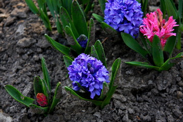 Purple  hyacinth