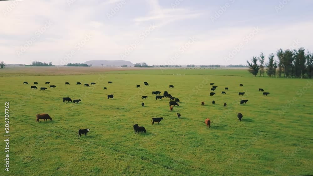 Sticker Aerial view of the group of cows. in a green field in Argentina., Balcarce