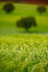 Wheat sown with Holm oaks in the background.
