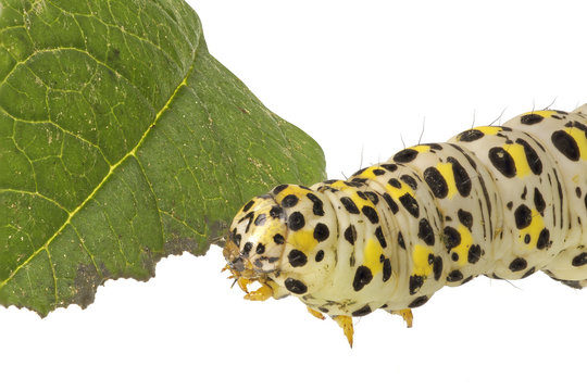 Caterpillar of Cucullia verbasci on a white background