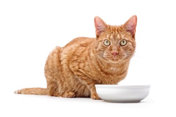 Ginger cat sitting around a bowl of food and looking to the camera - isolated on white.