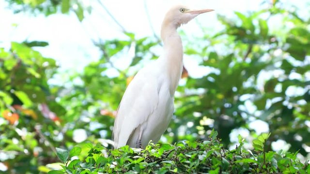 Closeup view of Cattle Egret (Bubulcus Ibis) sitting at nest