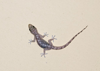 small gecko on the wall