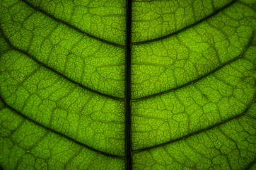 Green leaves texture and leaf fiber, Wallpaper by detail of green leaf.
