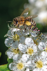 A small bee in spring, looking for nectar and pollen on a white cherry blossom. 