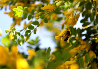 the bee collects pollen from the yellow acacia flower