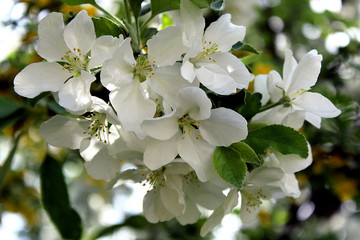 beautiful sprig of white apple blossom in spring