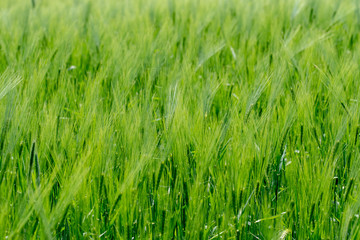 A bright green grain field in the wind