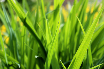 green juicy outgoing grass growing in a meadow