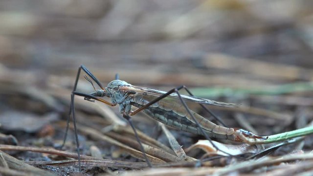 Insect macro, Mosquito Crane Fly Tipula Luna Male lays eggs on ground in early spring, Close-up view