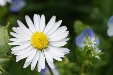 Fototapeta premium Margherita