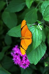 Orange Butterfly Potrait