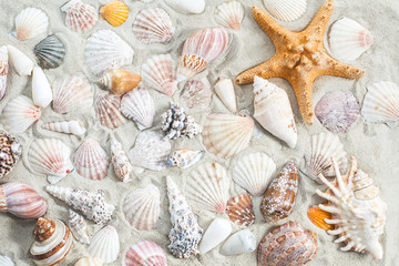 Sea shells background