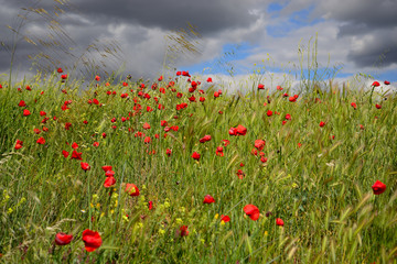Sowing wheat with poppies.