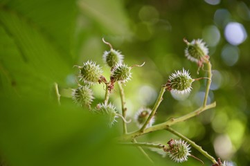 Indian chestnut fruits