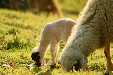 Fototapeta premium Baby Lamb