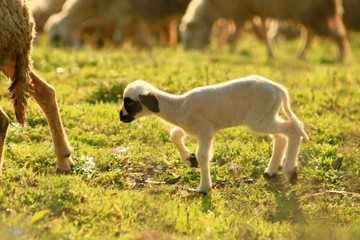 Obraz na płótnie Canvas Baby Lamb