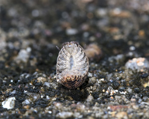 myriapod, wood louse