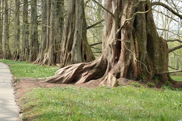 alter Baum