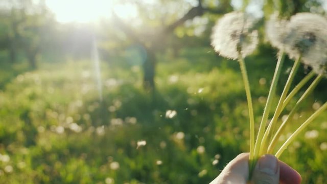 Play with dandelion flowers - shake off the seeds.. Slow motion POV video