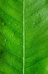 Green leaves texture and drop of water, Wallpaper by detail of green leaf.