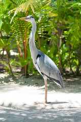 Reiher
