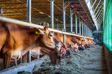cows dairy breed of Jersey eating silos fodder in cowshed farm somewhere in central Ukraine, agriculture industry, farming and animal husbandry concept © Sodel Vladyslav