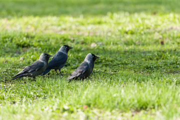 Three gray crows on green field looking forward
