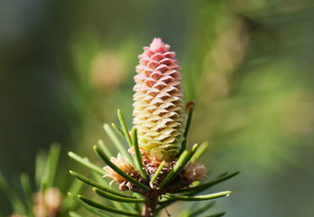 Fir cone on a branch.