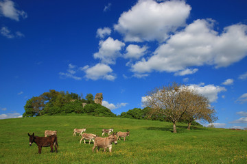 Donkeys are strolling peacefully on a carpet of green grass - The ruins of a building, which is probably very old, can be seen at the top of a small hill. 