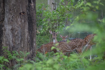 WILDLIFE