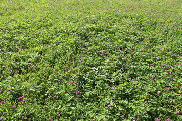 Fototapeta premium Hintergrund - Wiese mit viel Klee