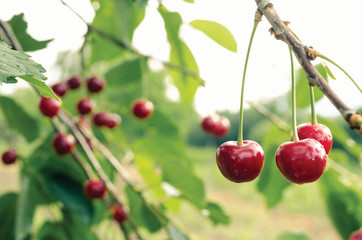 Ripe cherries on the branch in the garden