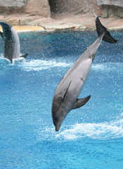 Dolphin jumping into the water, Riccione, Italy