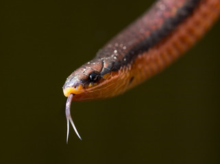Snake