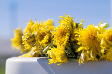 Wilting dandelion wreath lying on a white table