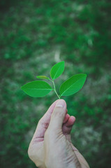 Hand holding green leaf and green leaves on hand with growing concept.