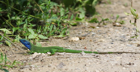 Green lizard