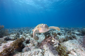 Green Sea Turtle (Florida Keys)