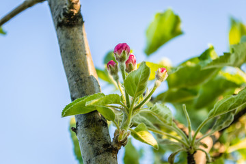 red flower blooming apple