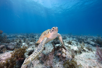 Green Sea Turtle (Florida Keys)