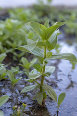Flower, flowers, flower bed, plants
