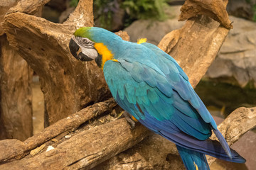 オウム・鳥・動物・カラフル