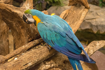 Parrot: オウム・鳥・インコ・青