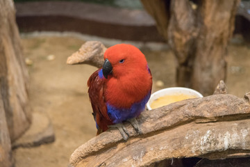 オウム・鳥・動物・カラフル