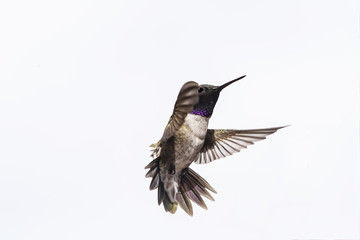Black-Chinned Hummingbird (Archilochus Alexandria) in Flight