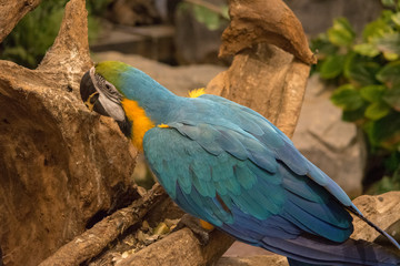 オウム・鳥・動物・カラフル