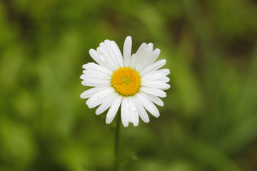 Fototapeta premium White daisy on a green background close-up