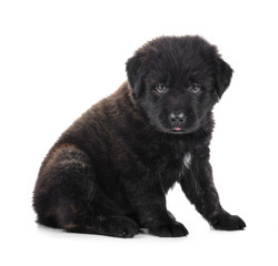 Obraz premium Golden Retriever puppy dog isolated on white background